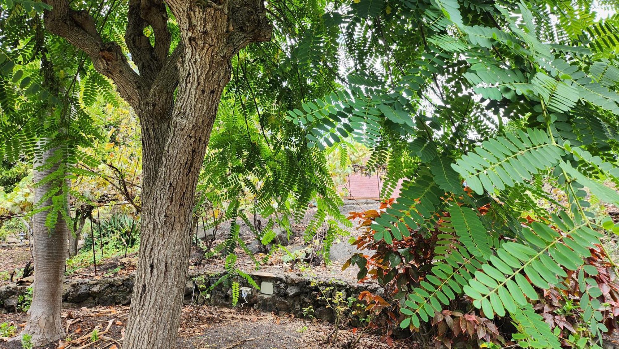 Oasis Hill Botanical Garden Villa Icod De Los Vinos Dış mekan fotoğraf