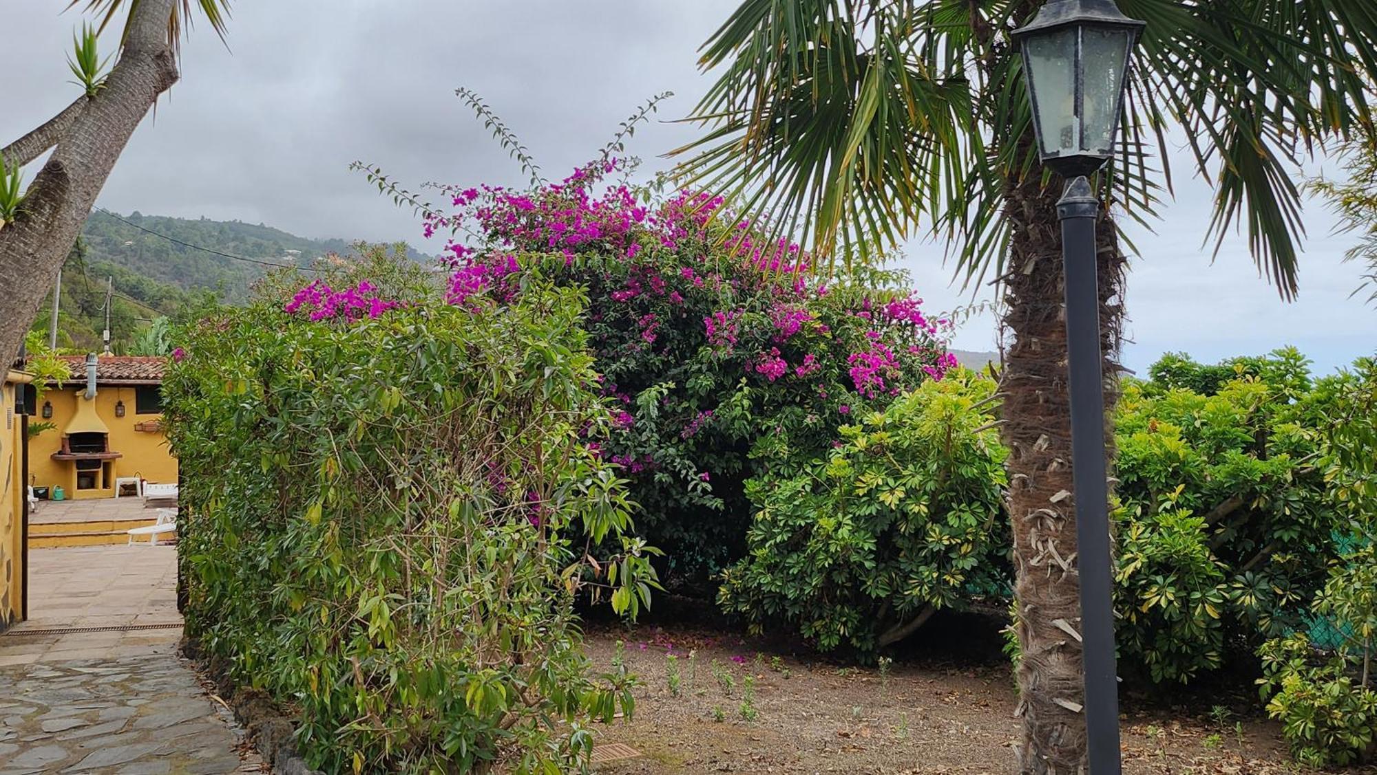 Oasis Hill Botanical Garden Villa Icod De Los Vinos Dış mekan fotoğraf