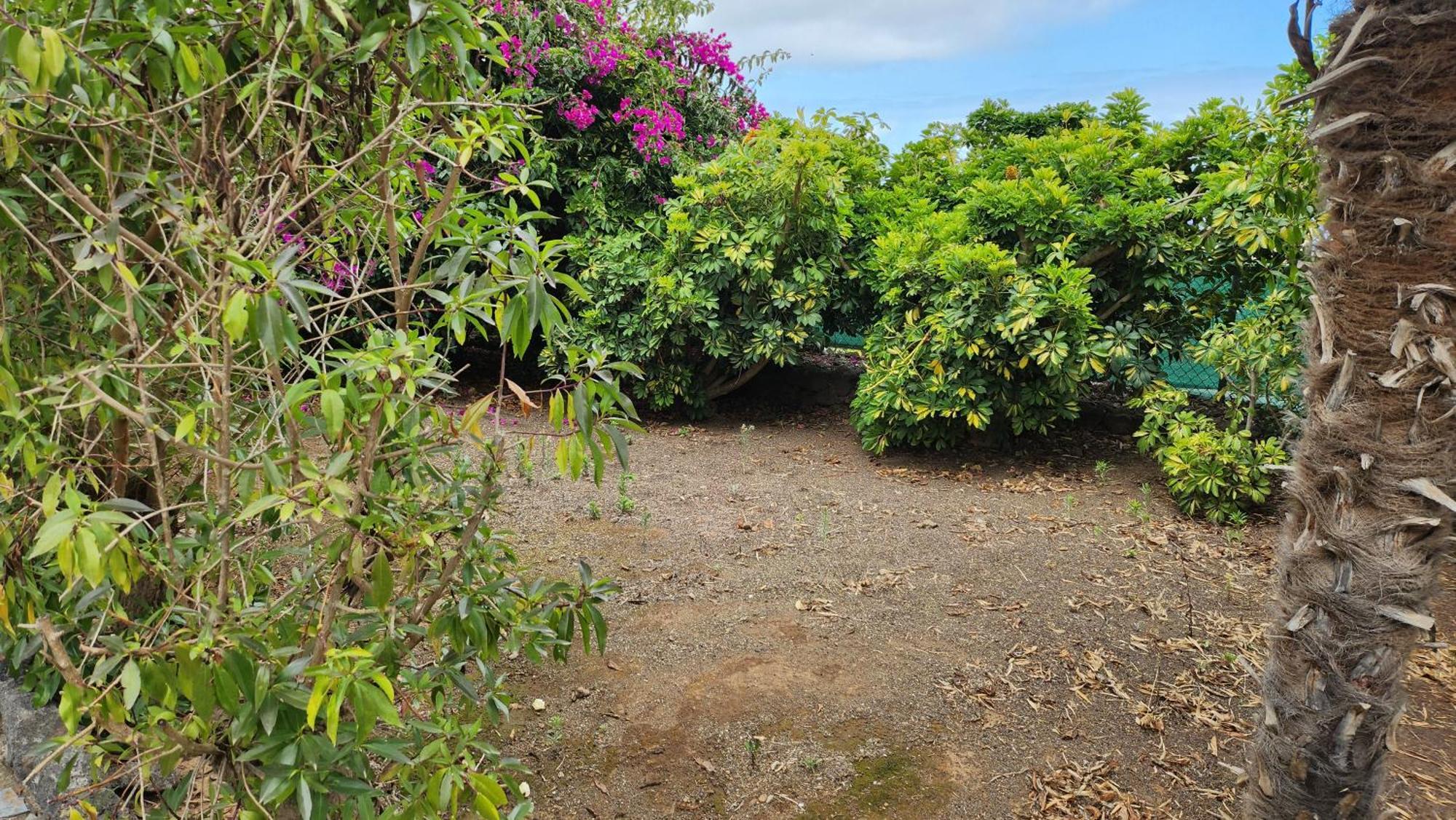 Oasis Hill Botanical Garden Villa Icod De Los Vinos Dış mekan fotoğraf