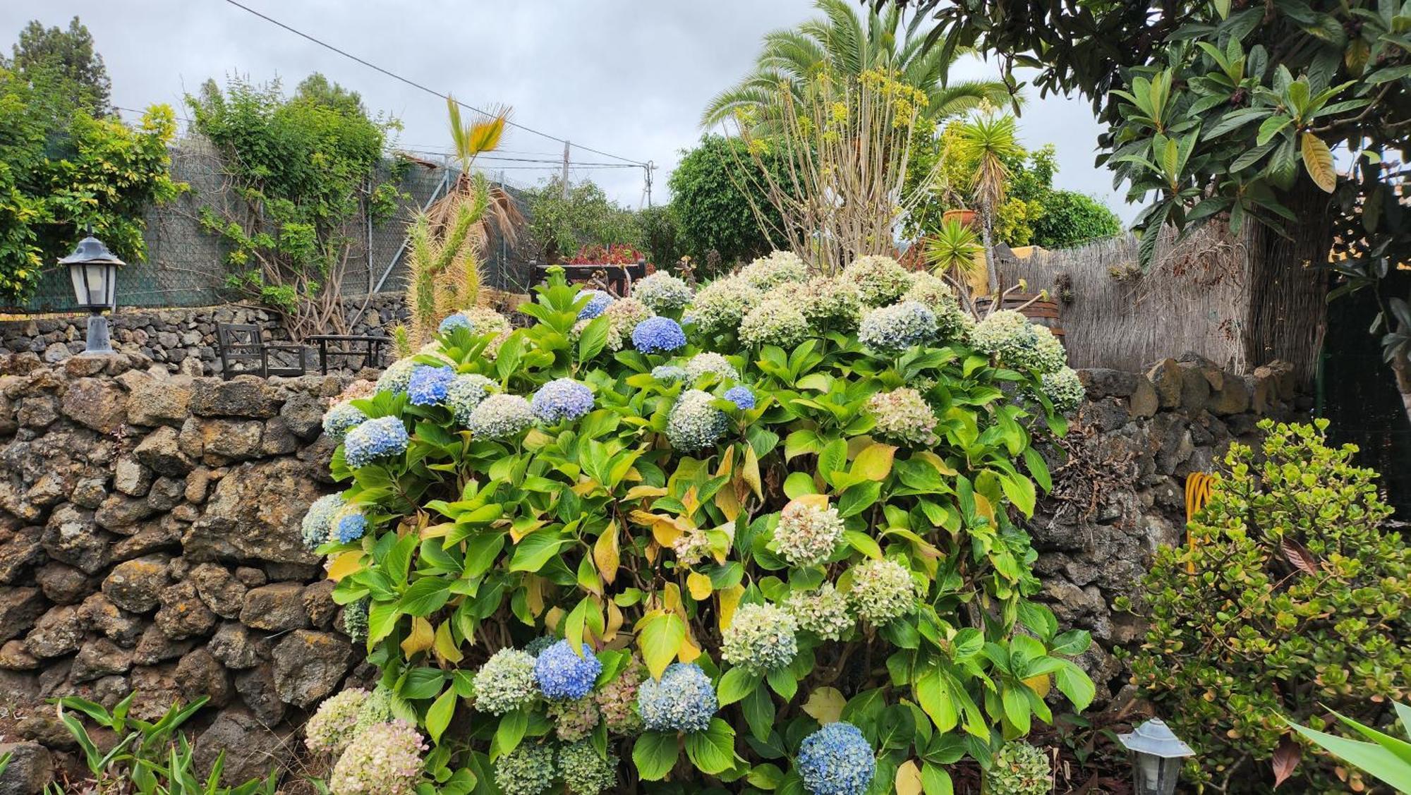Oasis Hill Botanical Garden Villa Icod De Los Vinos Dış mekan fotoğraf