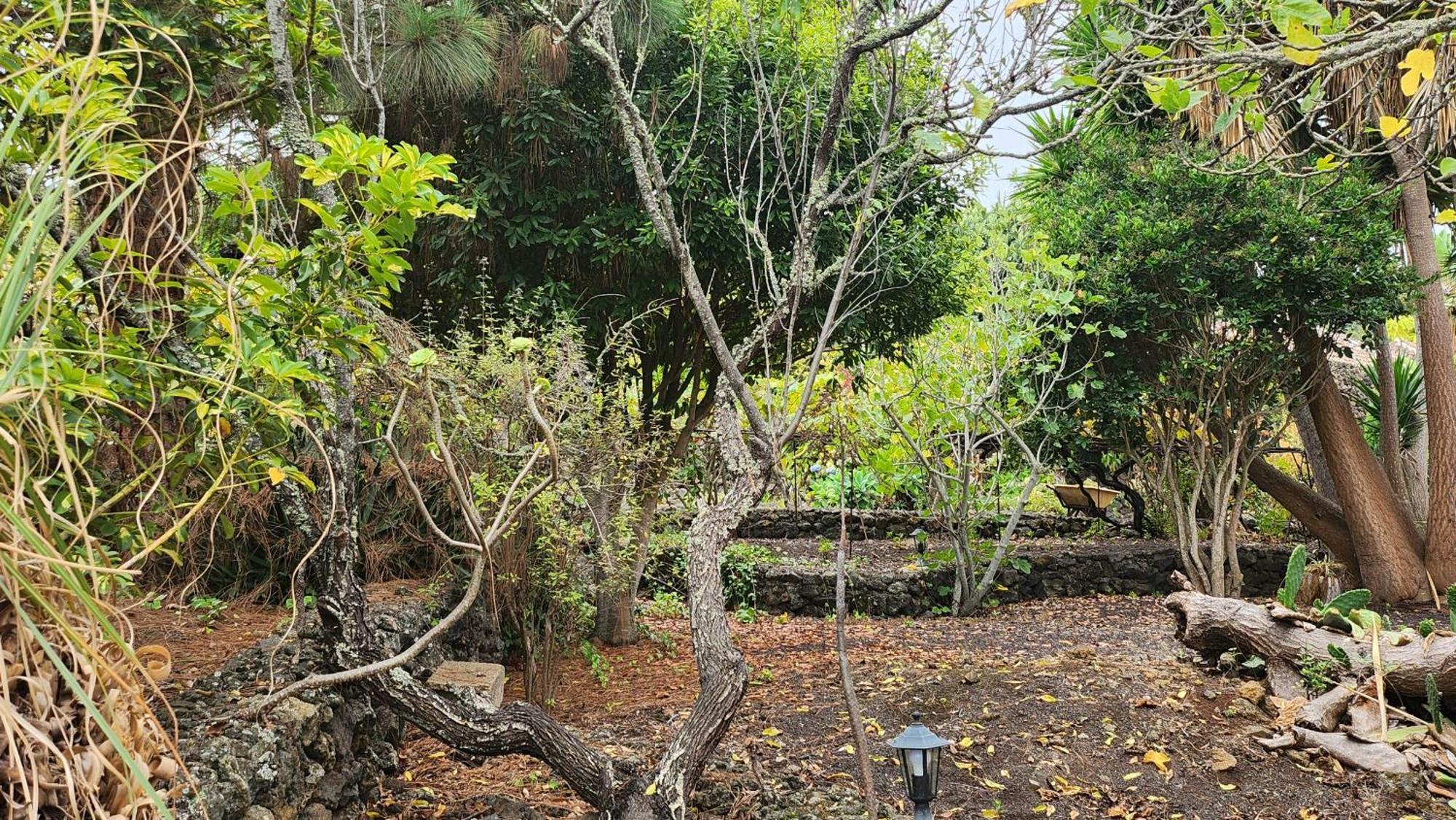 Oasis Hill Botanical Garden Villa Icod De Los Vinos Dış mekan fotoğraf