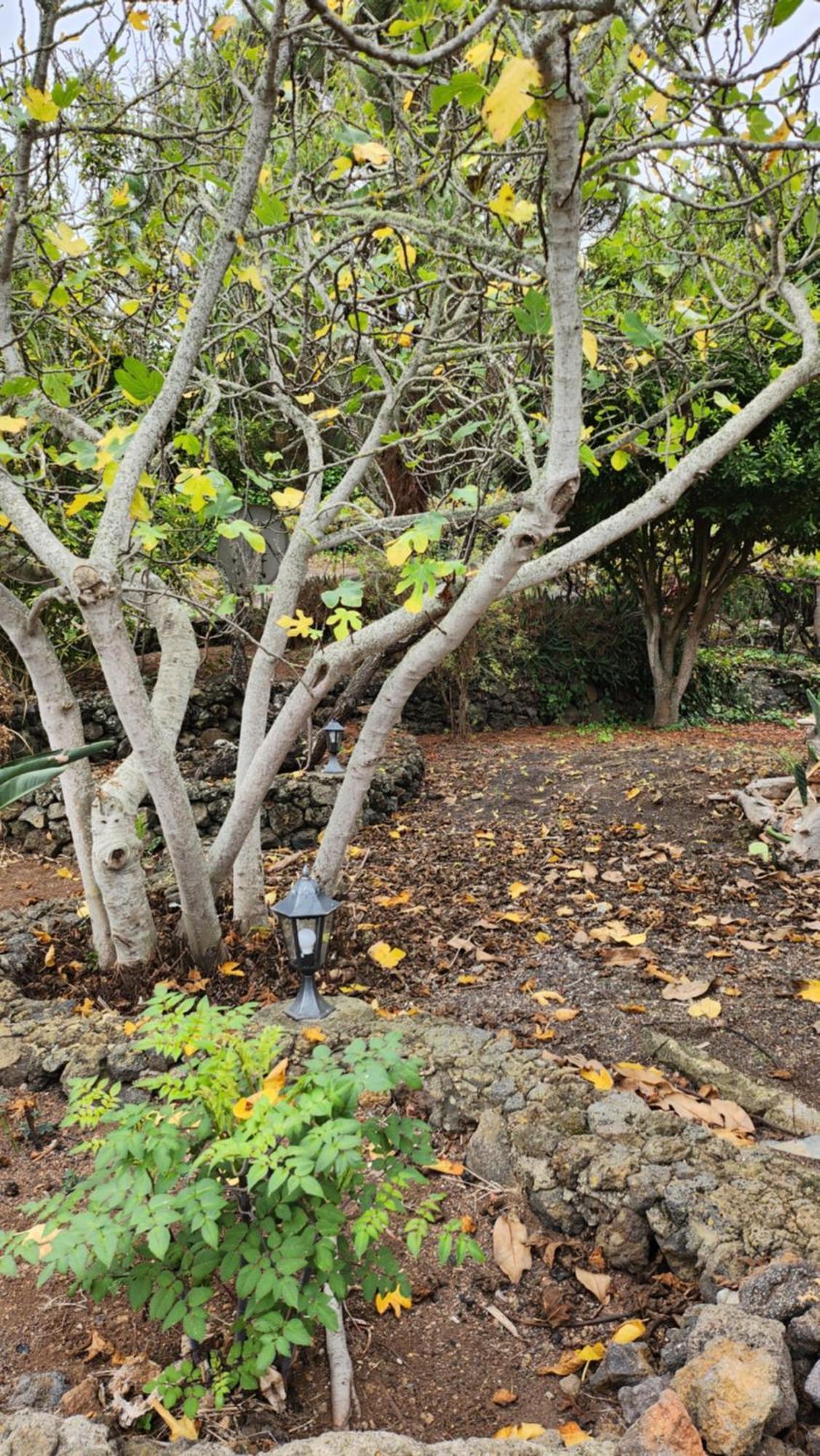Oasis Hill Botanical Garden Villa Icod De Los Vinos Dış mekan fotoğraf