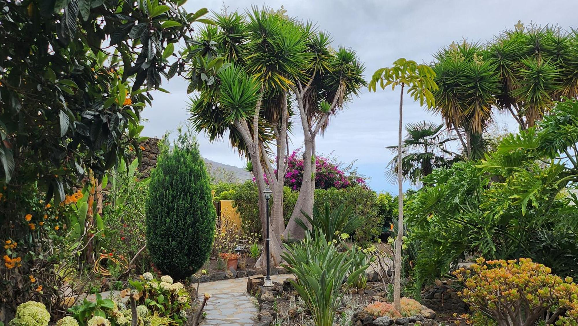 Oasis Hill Botanical Garden Villa Icod De Los Vinos Dış mekan fotoğraf