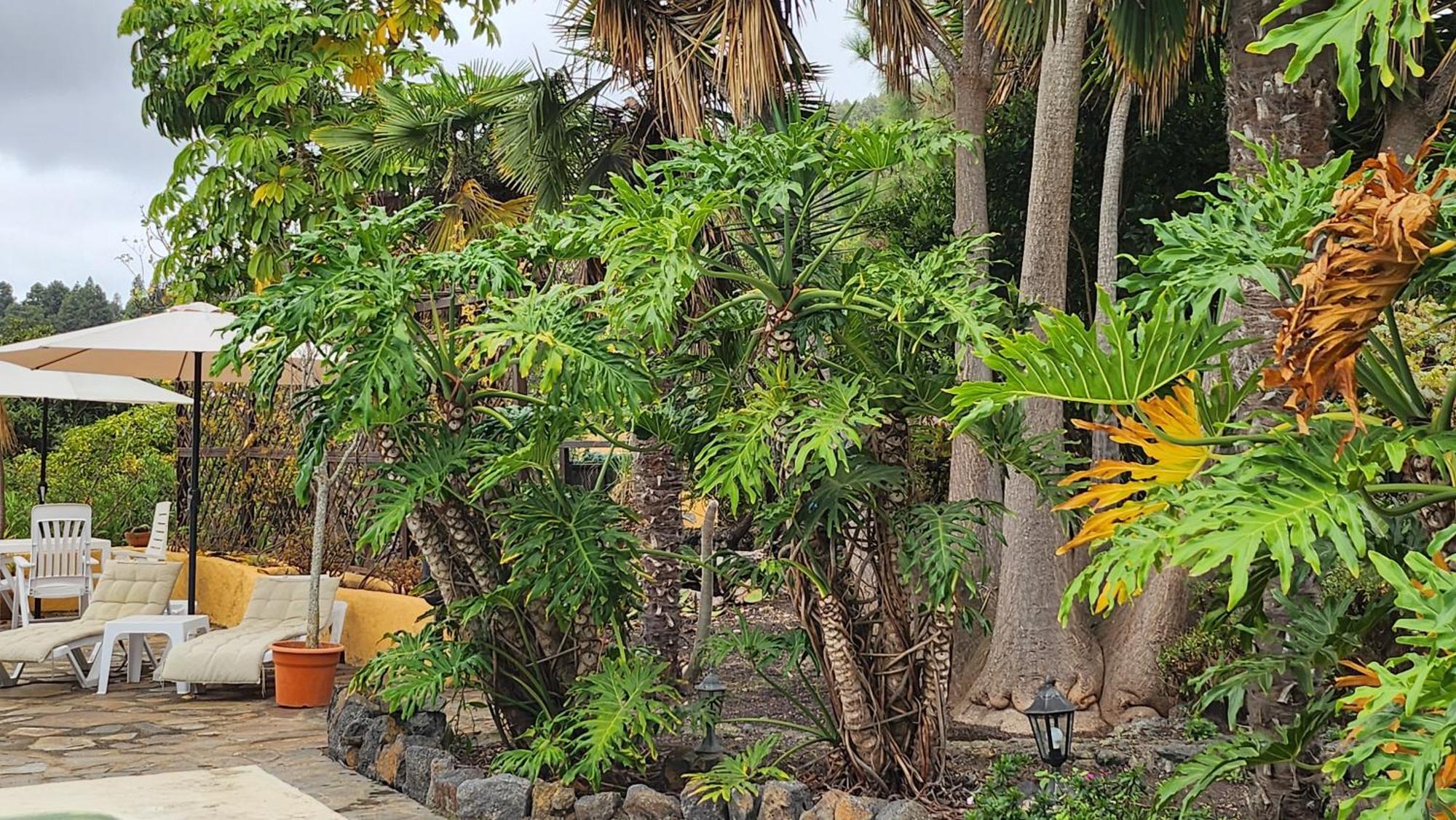 Oasis Hill Botanical Garden Villa Icod De Los Vinos Dış mekan fotoğraf