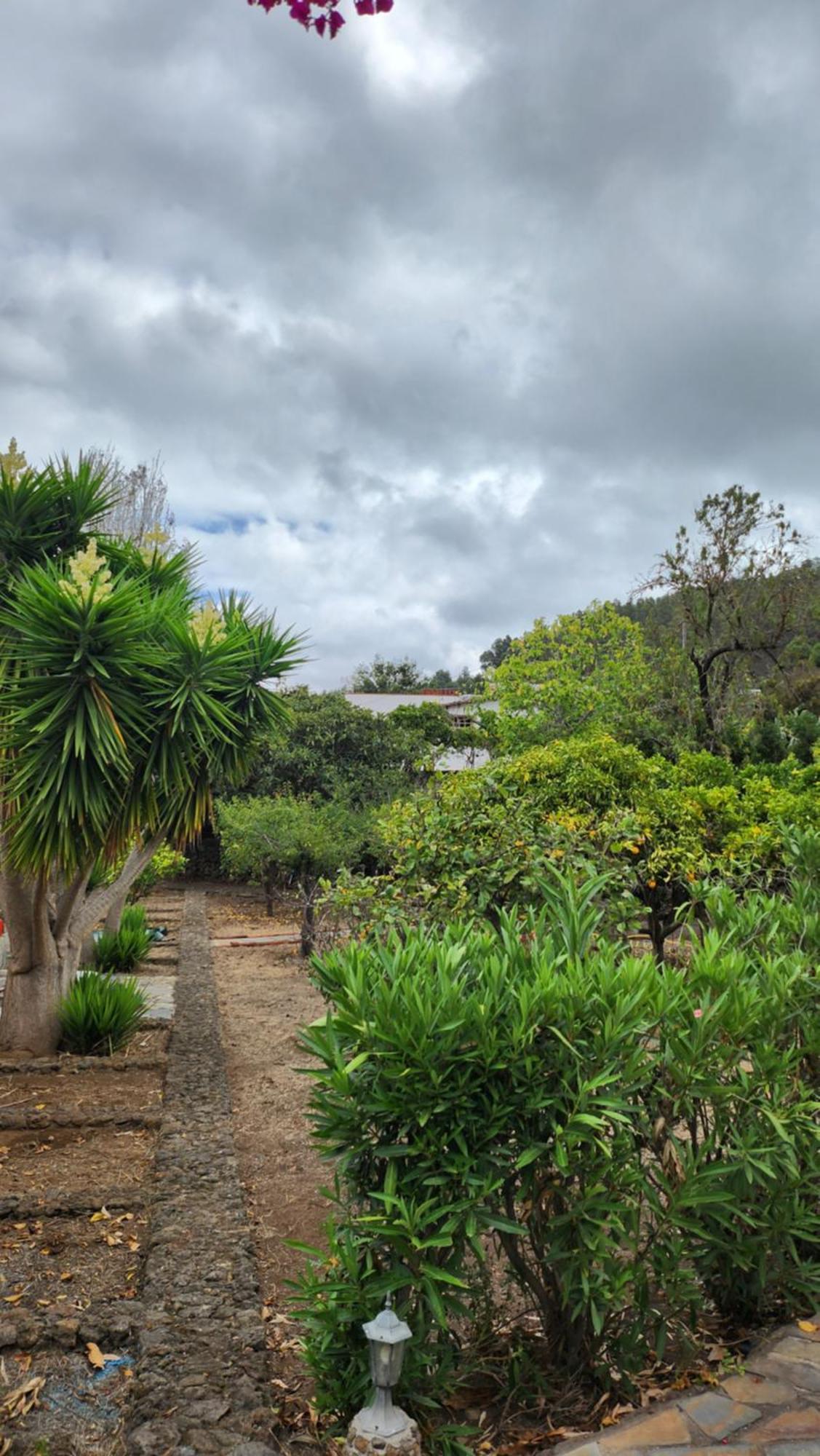 Oasis Hill Botanical Garden Villa Icod De Los Vinos Dış mekan fotoğraf