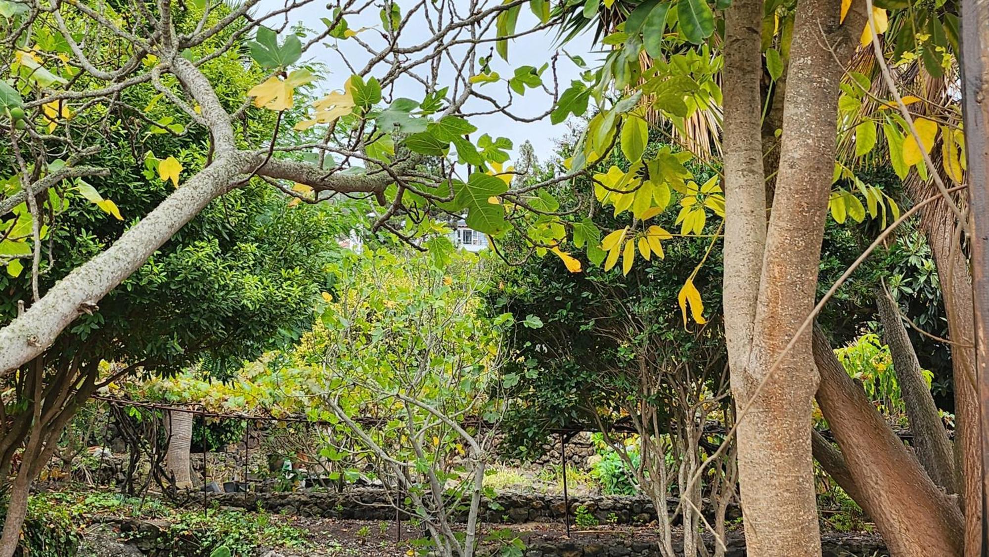 Oasis Hill Botanical Garden Villa Icod De Los Vinos Dış mekan fotoğraf