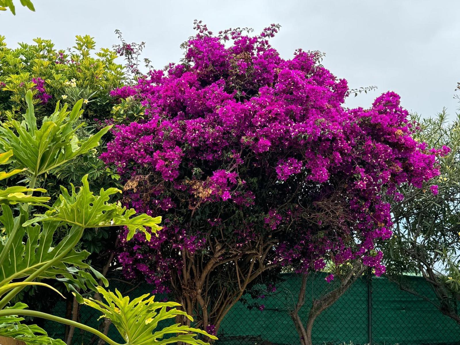 Oasis Hill Botanical Garden Villa Icod De Los Vinos Dış mekan fotoğraf