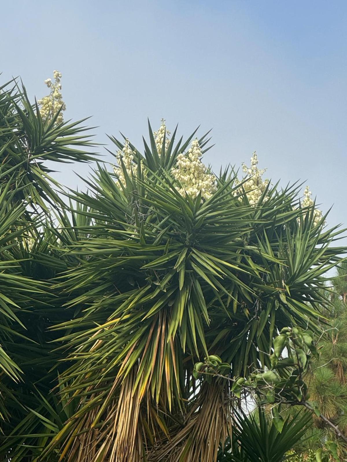 Oasis Hill Botanical Garden Villa Icod De Los Vinos Dış mekan fotoğraf